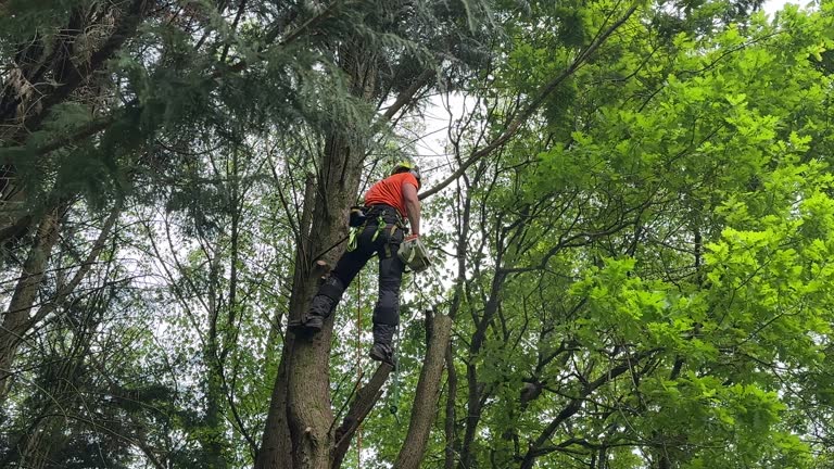 Best Seasonal Cleanup (Spring/Fall)  in Mattituck, NY