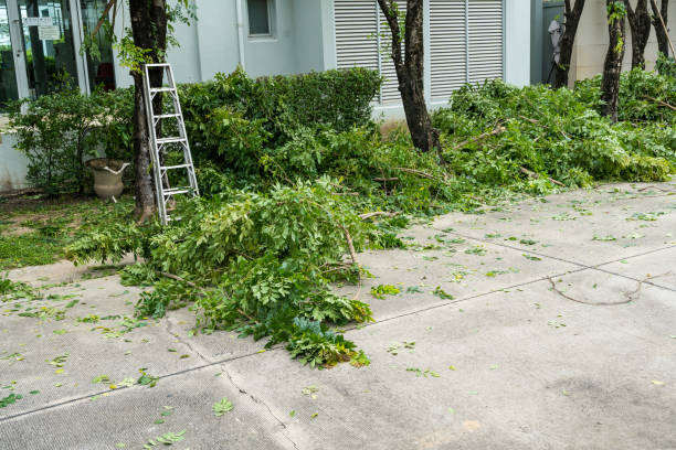 Tree and Shrub Care in Mattituck, NY