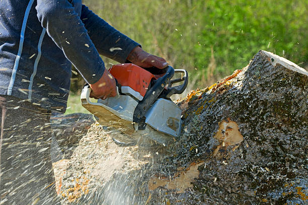 How Our Tree Care Process Works  in  Mattituck, NY